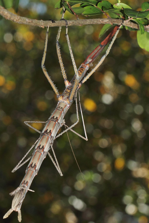 Bọ que phát triển mạnh ở các khu rừng nhiệt đới và đồng cỏ, nơi thảm thực vật phong phú đó là nơi ở lý tưởng cho chúng kiếm ăn và ẩn dưới cây cối.
