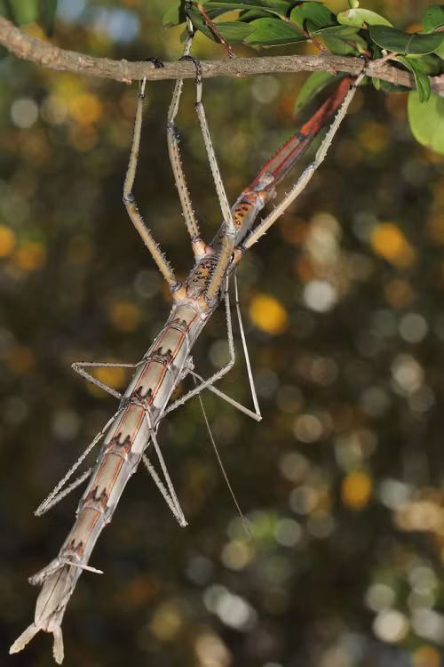 Bọ que phát triển mạnh ở các khu rừng nhiệt đới và đồng cỏ, nơi thảm thực vật phong phú đó là nơi ở lý tưởng cho chúng kiếm ăn và ẩn dưới cây cối.