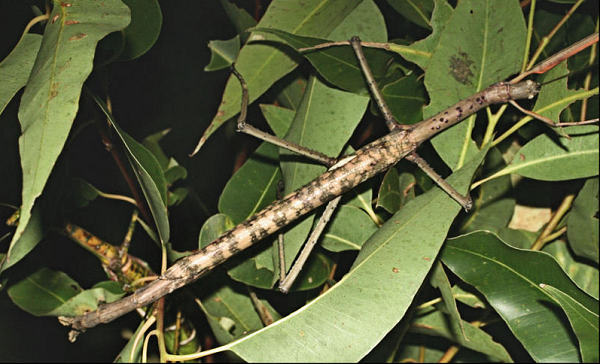 Bọ que cũng là động vật ăn thực vật, chủ yếu là ăn lá cây, chồi non… chính vì vậy vai trò của chúng trong hệ sinh thái là cực kỳ lớn.