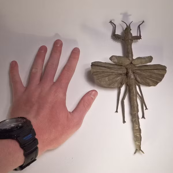 May mắn là bọ que không có cánh, vì vậy chúng chỉ phát triển trong vòng bán kính vài trăm mét chứ không lan rộng ra thành dịch.