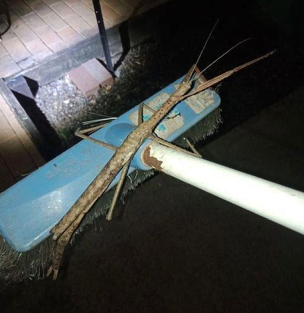 Được biết, đây là bọ que - một trong những loài côn trùng lớn nhất thế giới với chiều dài trung bình 25 cm. Chúng thuộc nhóm Động vật chân đốt có hình dáng giống chiếc que, cành cây…