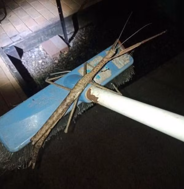 Được biết, đây là bọ que - một trong những loài côn trùng lớn nhất thế giới với chiều dài trung bình 25 cm. Chúng thuộc nhóm Động vật chân đốt có hình dáng giống chiếc que, cành cây…