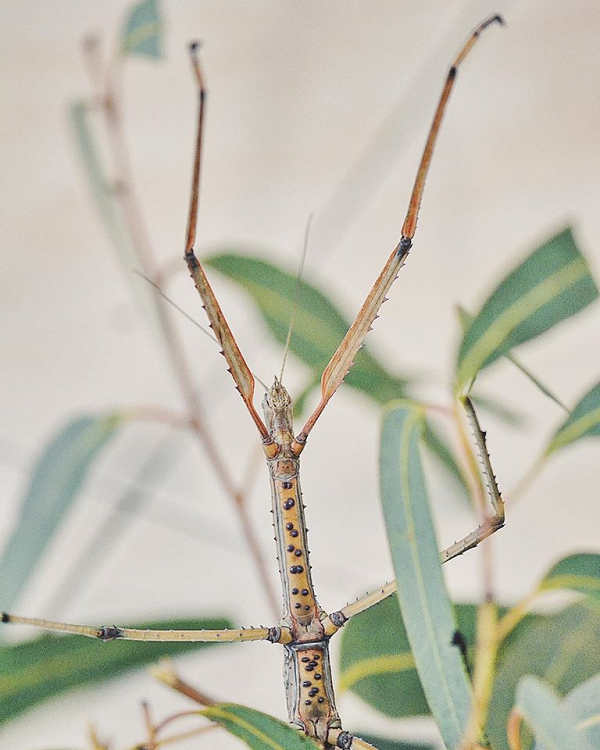 Bộ lạc thuộc vùng Sarawak, nằm ở phía tây bắc đảo Borneo, Malaysia thường bắt bọ que và trứng của chúng làm thực phẩm.