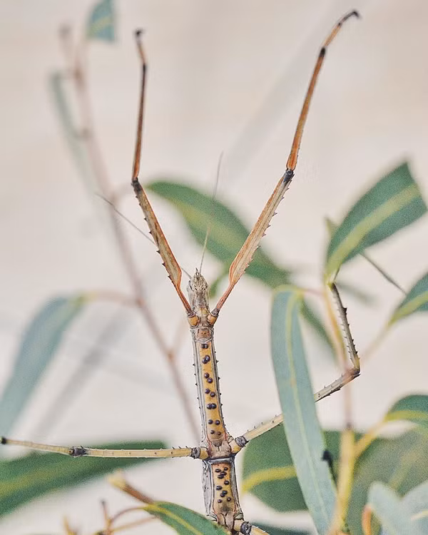 Bộ lạc thuộc vùng Sarawak, nằm ở phía tây bắc đảo Borneo, Malaysia thường bắt bọ que và trứng của chúng làm thực phẩm.