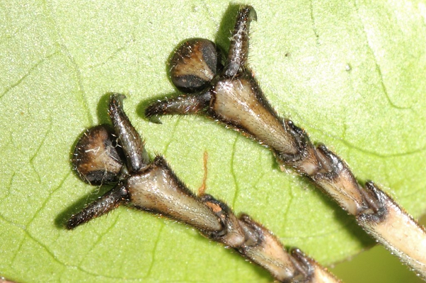 Bọ que có cơ chế tự vệ khá đặc biệt, khi bị kẻ thù tấn công chúng sẽ tự rụng các chi. Các chi này sau khi tách ra khỏi cơ thể sẽ tiếp tục cử động theo phản xạ nhằm đánh lạc hướng các mối nguy hiểm.