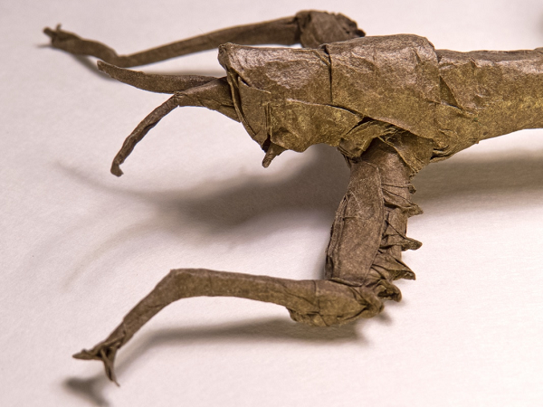 Các hóa thạch của bọ que xuất hiện từ Đại Trung Sinh (252-66 triệu năm TCN) nhưng các hóa thạch dạng này rất hiếm bởi bọ que thường bị lẫn với cành cây hay dính vào thân cây.