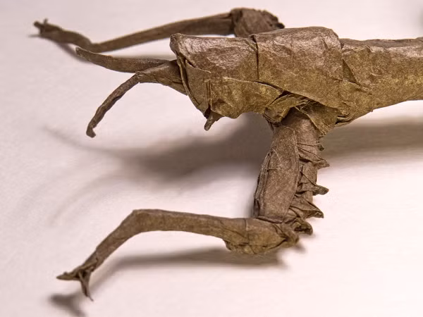 Các hóa thạch của bọ que xuất hiện từ Đại Trung Sinh (252-66 triệu năm TCN) nhưng các hóa thạch dạng này rất hiếm bởi bọ que thường bị lẫn với cành cây hay dính vào thân cây.