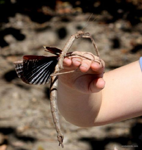 Hầu hết các loài bọ que đều không có cánh hoặc cánh đã bị thu gọn lại. Chúng sở hữu những cặp chân dài và mảnh cùng với sợi lông cực nhỏ, giúp tạo ma sát ở áp suất thấp khiến cho bọ que có thể bám chặt vào bề mặt thực vật và di chuyển dễ dàng.
