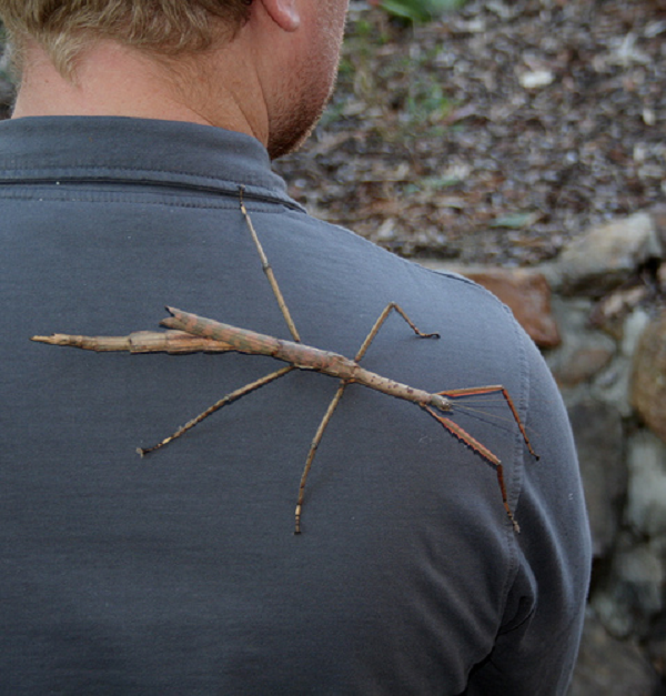 Trong lịch sử từng ghi nhận một số trường hợp như loài Diapheromera femorata ở Bắc Mỹ và Graeffea crouani trong rừng trồng dừa ở Nam Mỹ đã sinh sôi nảy nở, phá hủy hoàn toàn cây cối và phá hoại mùa màng, gây thiệt hại kinh tế đáng kể.