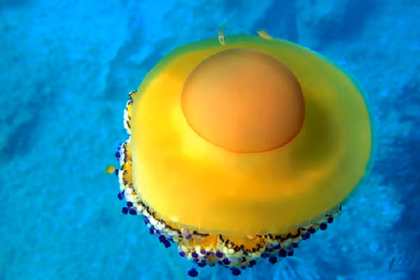 Sứa trứng rán có tuổi thọ ngắn, chỉ khoảng nửa năm. Chúng bắt đầu sinh trưởng vào mùa hè và kết thúc cuộc đời vào đầu mùa đông.