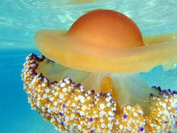 Một con sứa trứng rán trưởng thành có thể đạt kích thước khoảng 40cm, nhưng phổ biến nhất thường dưới 20cm.