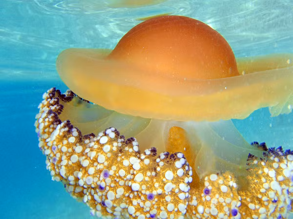 Một con sứa trứng rán trưởng thành có thể đạt kích thước khoảng 40cm, nhưng phổ biến nhất thường dưới 20cm.