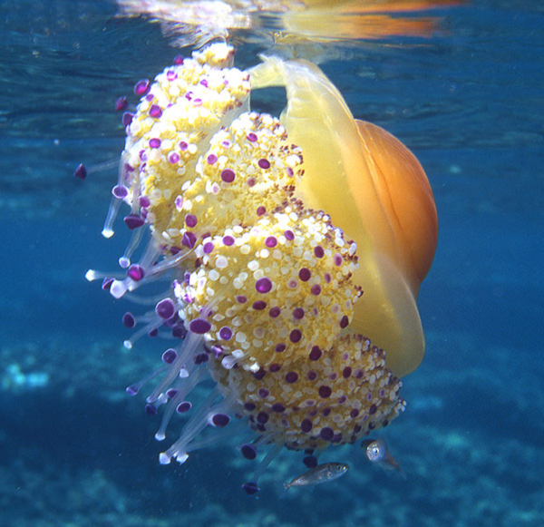 Thức ăn chủ yếu của sứa trứng rán là sinh vật phù du và các loài sứa nhỏ hơn.