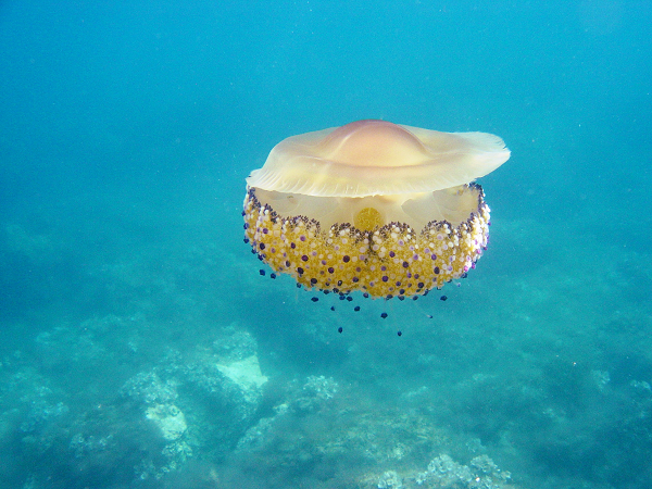 Giống như nhiều loài sứa khác, sứa trứng rán khá "lười biếng". Phần lớn thời gian chúng để cơ thể lơ lửng trôi theo làn nước, thỉnh thoảng mới dùng cơ thể đẩy nước để di chuyển.