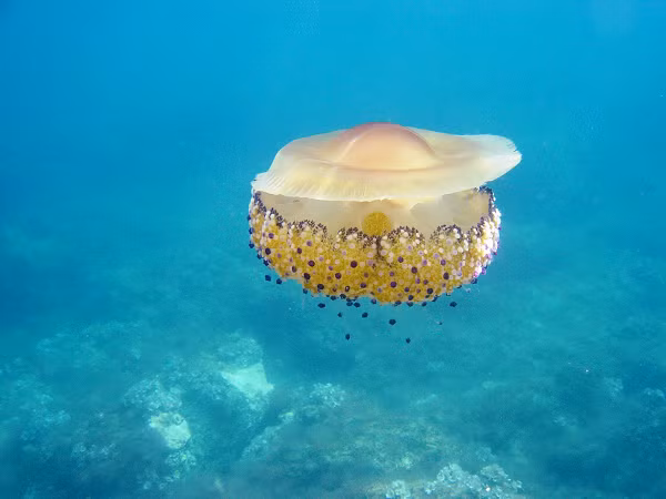 Giống như nhiều loài sứa khác, sứa trứng rán khá "lười biếng". Phần lớn thời gian chúng để cơ thể lơ lửng trôi theo làn nước, thỉnh thoảng mới dùng cơ thể đẩy nước để di chuyển.