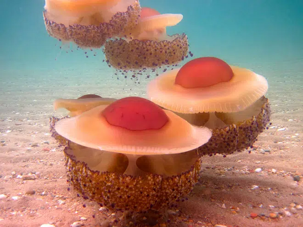 Kẻ thù của sứa trứng rán là rùa quản đồng (Caretta caretta) và con người. Phần lớn chúng bị vướng vào lưới đánh cá của con người.