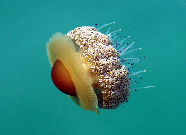 Theo các nghiên cứu khoa học, vết đốt của sứa trứng rán này chỉ gây ngứa nhẹ, không ảnh hưởng đến tính mạng con người.