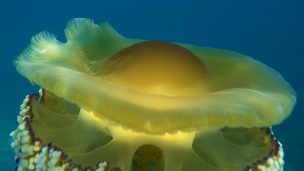 Sứa trứng rán là một "ngôi nhà nổi" an toàn cho nhiều loài cá nhỏ. Những con cá nhỏ thường trốn vào trong các xúc tu và di chuyển theo loài sứa này.