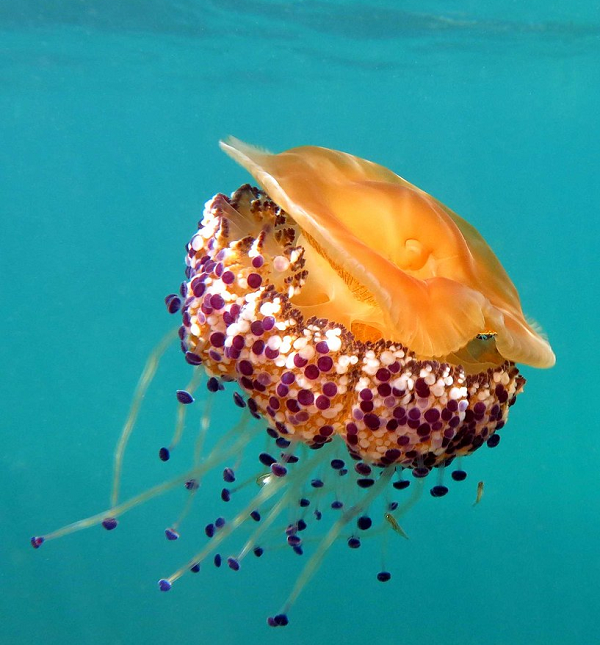 Sứa trứng rán cũng tự vệ bằng cách đốt (cắn) đối thủ khi gặp nguy hiểm.