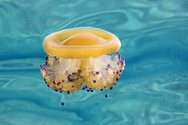 Sứa trứng rán sinh sản vô tính. Ấu trùng bám chặt vào các bề mặt cứng trong đại dương và phát triển thành một cụm nhỏ liên kết với nhau. Sau một thời gian, những con sứa nhỏ bé rời khỏi cụm này và trôi đi theo làn nước.