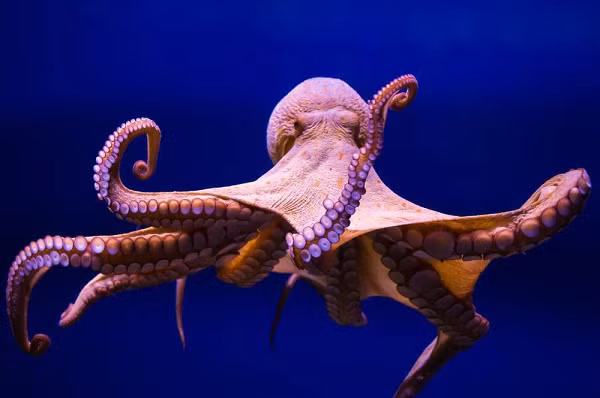 Các xúc tu chứa 2/3 các nơ-ron của bạch tuộc. Điều này có nghĩa là đám này có thể bán tự trị. Chúng có thể xem là một đám rắn được huấn luyện hơn là các tứ chi có thể kiểm soát được. Bạn có thể bảo chúng làm gì đó, nhưng chúng có làm hay không lại là chuyện khác.