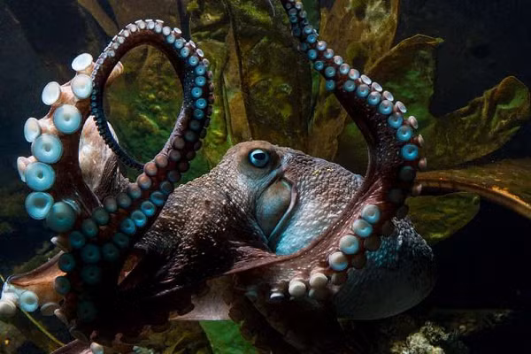 Một con bạch tuộc đã tự kết liễu mình bằng cách bật mở nút xả nước vào ban đêm. Người ta cho rằng nó không thể chịu đựng nỗi chán nản trong bể nước nữa. Bạch tuộc không thích bị giam cầm – chúng tự ăn các xúc tu của mình khi bị trầm cảm.