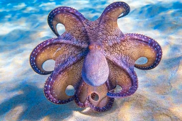 Các nhà khoa học cho rằng, cuộc sống của bạch tuộc cũng gần giống với cá hồi. Chúng không thể sống được lâu sau khi giao phối. Những con đực thường chết sau 1 vài tháng kể từ khi đưa bọc tinh trùng của mình vào con cái.