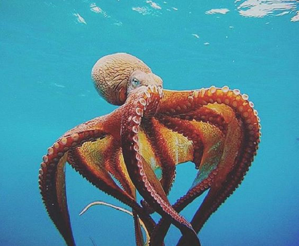 Máu của bạch tuộc có màu xanh nhạt. Thị lực của bạch tuộc rất tốt nhưng tiếc thay chúng lại bị điếc.