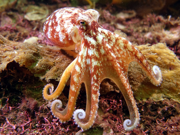 Bạch tuộc là động vật không xương sống duy nhất đã biết sử dụng dụng cụ – có một loài mang vỏ dừa để bảo vệ bản thân.