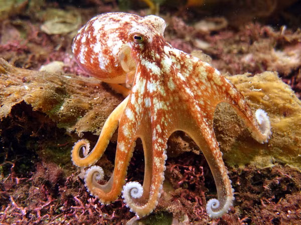 Bạch tuộc là động vật không xương sống duy nhất đã biết sử dụng dụng cụ – có một loài mang vỏ dừa để bảo vệ bản thân.