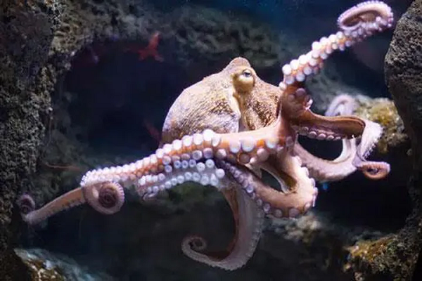 Có khoảng 300 loài bạch tuộc đã được các nhà khoa học phát hiện trong thế giới đại dương rộng lớn. Và loài động vật không xương sống này cũng ẩn chứa rất nhiều điều thú vị khiến các nhà khoa học không khỏi kinh ngạc.