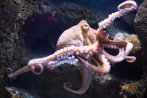 Có khoảng 300 loài bạch tuộc đã được các nhà khoa học phát hiện trong thế giới đại dương rộng lớn. Và loài động vật không xương sống này cũng ẩn chứa rất nhiều điều thú vị khiến các nhà khoa học không khỏi kinh ngạc.