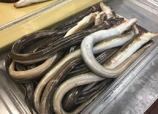 Trong quá trình hành trình đi tìm cuộc sống mới này, lươn phải di chuyển hàng ngàn km. Trải qua một số giai đoạn trưởng thành rất khác nhau, được đánh dấu bởi những thay đổi về màu sắc của da.