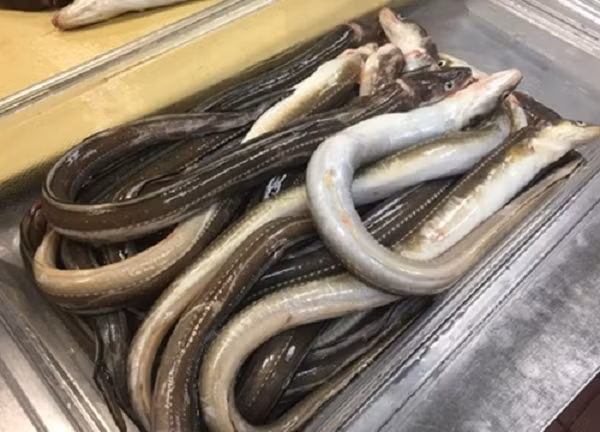 Trong quá trình hành trình đi tìm cuộc sống mới này, lươn phải di chuyển hàng ngàn km. Trải qua một số giai đoạn trưởng thành rất khác nhau, được đánh dấu bởi những thay đổi về màu sắc của da.