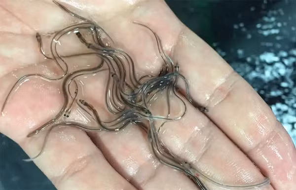 Người nuôi phụ thuộc vào việc đánh bắt lươn non để kiếm lời nên chi phí mua lươn giống cũng khá đắt đỏ. Việc cho lươn ăn cũng là phần khá tốn kém. Mỗi ngày công nhân phải cho lươn ăn 2 đến 3 lần.