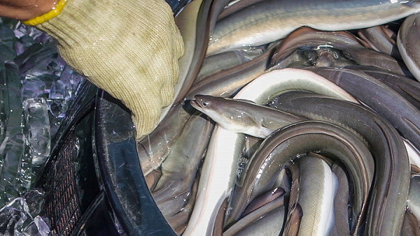 Ngoài ra, hiện nay chưa có bất cứ công nghệ tạo giống nhân tạo nào cho loài lươn này nên người Nhật hoàn toàn phụ thuộc vào lượng lươn con bắt được ở biển Đông Á.