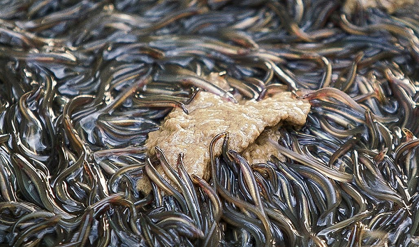 Những con lươn con lớn lên cũng rất kỳ công, có thể mất tới cả năm trời. Thức ăn của chúng chủ yếu là hỗn hợp của bột cá, lúa mì, bột đậu nành và dầu cá.