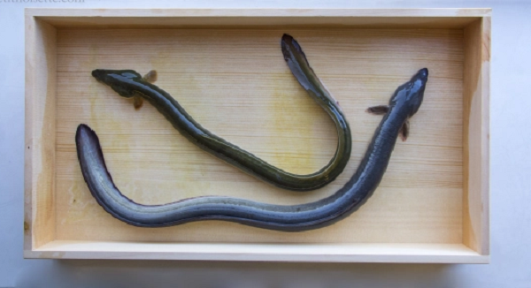 Vì hương vị thơm ngon bổ dưỡng, cùng phương pháp nuôi bắt kỳ công, lươn Nhật được coi là món ăn cao cấp, có thời điểm, giá của chúng lên tới 35.000 USD/kg tức hơn 800 triệu đồng/kg chỉ nguyên giống loại nhỏ.