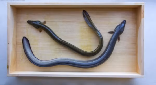 Vì hương vị thơm ngon bổ dưỡng, cùng phương pháp nuôi bắt kỳ công, lươn Nhật được coi là món ăn cao cấp, có thời điểm, giá của chúng lên tới 35.000 USD/kg tức hơn 800 triệu đồng/kg chỉ nguyên giống loại nhỏ.