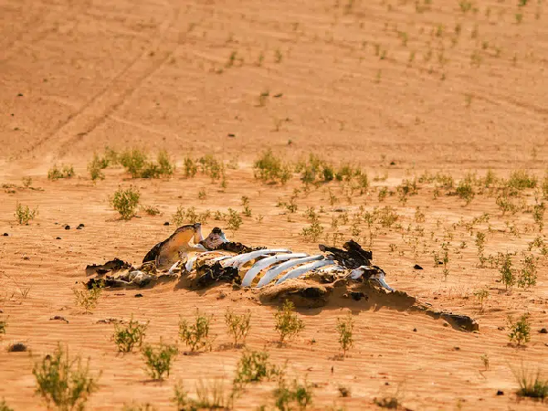 Kể từ khi bắt đầu cuộc cách mạng công nghiệp vào năm 1760, con người đã là nhân tố chính gây ra cuộc khủng hoảng môi trường hiện nay của Trái đất. Từ việc phát thải khí nhà kính và sự suy giảm tầng ozon đến nạn phá rừng, chất thải nhựa và buôn bán động vật bất hợp pháp, con người đã chủ động tước đoạt thế giới của một số loài và đe dọa nhiều loài khác.