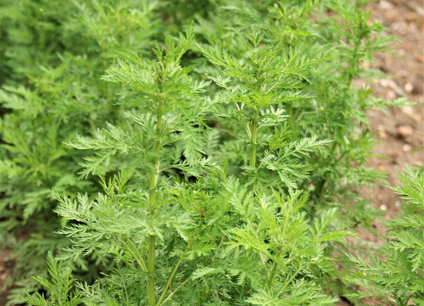 Kết quả nghiên cứu cho thấy, chiết xuất của thảo dược này không ngăn chặn được virus tấn công vào tế bào, nhưng nó cản trở nguy cơ nhân rộng của virus, và như vậy, sẽ giết chết được nó.