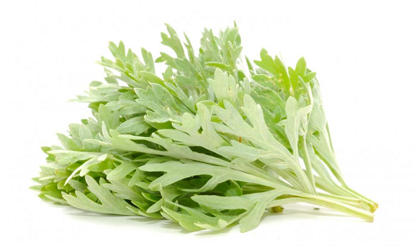 Hiện tác dụng của cây ngải cứu đang được nghiên cứu để thử nghiệm với các bệnh nhân nhiễm COVID-19 nhằm xác định tính hiệu quả của nó.