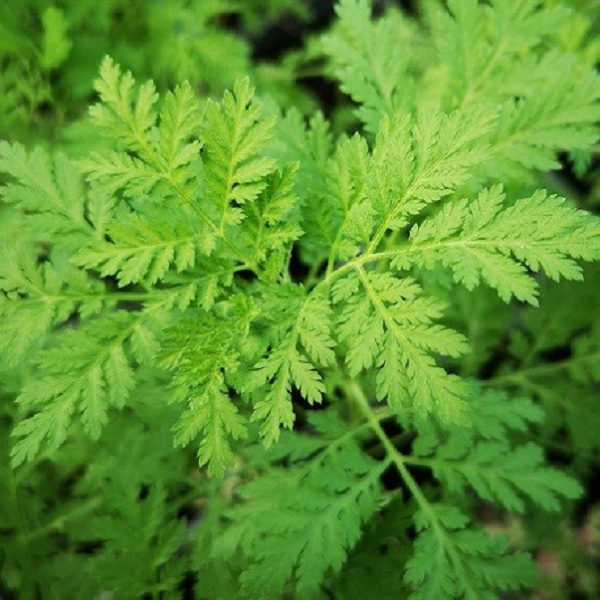 Giáo sư Pamela Weathers, thuộc Đại học Bách khoa Worcester, bang Massachusetts, cùng nhóm nghiên cứu đã phát hiện ra chiết xuất trong lá cây ngải cứu ngọt (sweet wormwood) có khả năng ngăn chặn được sự nhân rộng của virus SARS-CoV-2 và hai biến thể của nó.