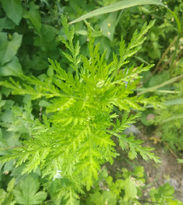 Ngải cứu là loại cỏ sống lâu năm, thân có rãnh dọc. Lá mọc so le không cuống, màu 2 mặt lá khác nhau, mặt trên nhẵn, màu lục sẫm. Mặt dưới trắng tro, có nhiều lông nhỏ.