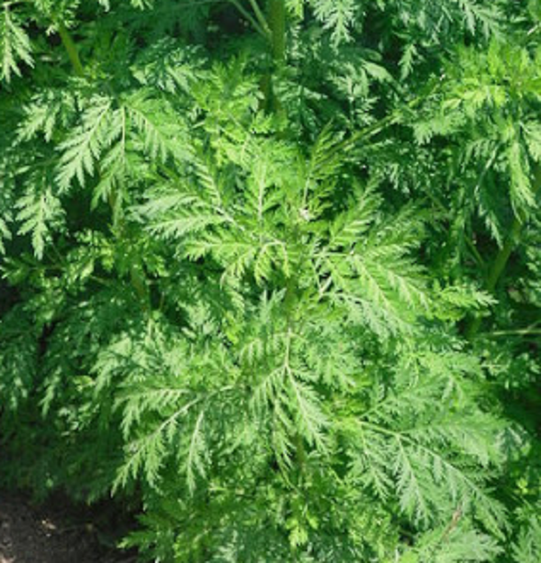 Đây là một cây thuốc nam có rất nhiều công dụng chữa bệnh. Ngải cứu phơi khô gọi là ngải điệp càng để lâu năm càng tốt. Lá ngải cứu phơi khô vỏ cắt thành bột vụn rây lấy phần lông trắng và tơi gọi là ngải nhung.