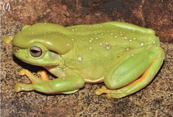 Đặc điểm chung của ếch cây là các đốm màu bị che khuất (màu da cam, đỏ tía, đen và vàng). Nếu không có đốm này thì chúng có màu từ xanh lá cây đến nâu. Ếch cây rất khác nhau về kích thước cơ thể.