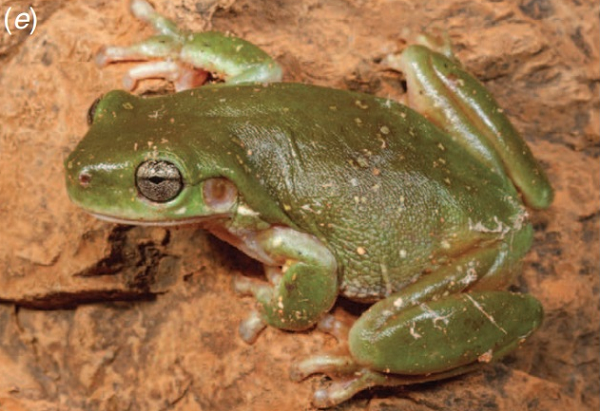 Cả chân trước và chân sau đều có màng, đôi khi rộng, và những loài này thường có cơ thể bẹt và có các nếp da nằm ở chân.