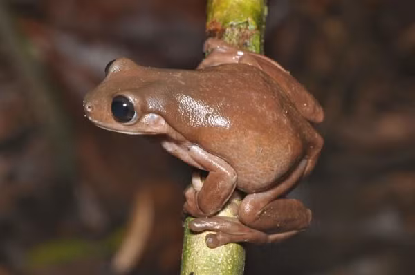 Loài ếch mới phát hiện được các nhà khoa học đặt tên là " ếch chocolate" vì màu da vô cùng đặc biệt của nó, còn tên khoa học là Litoria mira.
