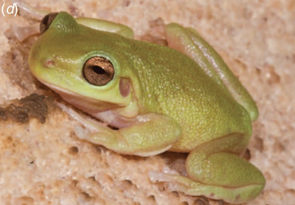 Những loài ếch cây rất phát triển để thích nghi cuộc sống trên cây. Các đĩa dính lớn trên ngón chân cho phép chúng trèo trên các bề mặt dựng đứng và bám vào các cành cây.