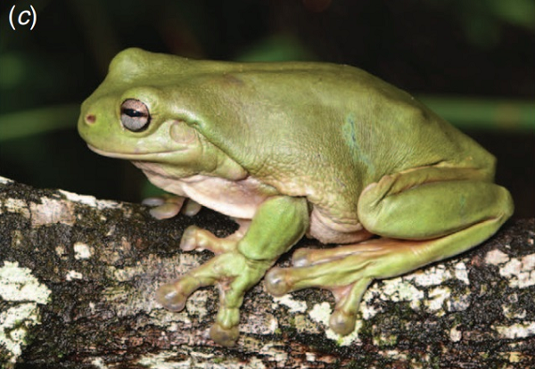 Là một trong số những loài ếch cây tiêu biểu nhất, ếch cây màu xanh lá sống ở Australia và Mỹ. Với màu sắc mát mắt, sinh vật lưỡng cư sống trên cây này có kích thước khá lớn với chiều dài hơn 10 cm.